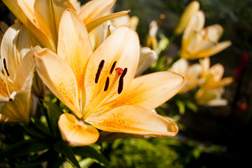 Flower Lily