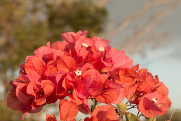 Lesser bougainvillea (Bougainvillea glabra), bougainvillea flowers in garden, close-up,  view