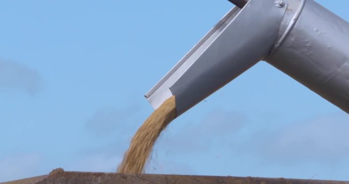 Grain pours from combine unloader chute