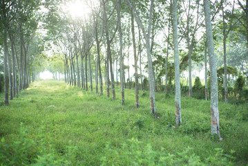 rubber tree farm