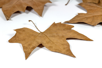 Hojas secas