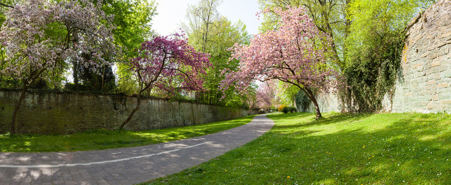 Soester Gr&auml;fte im Fr&uuml;hling
