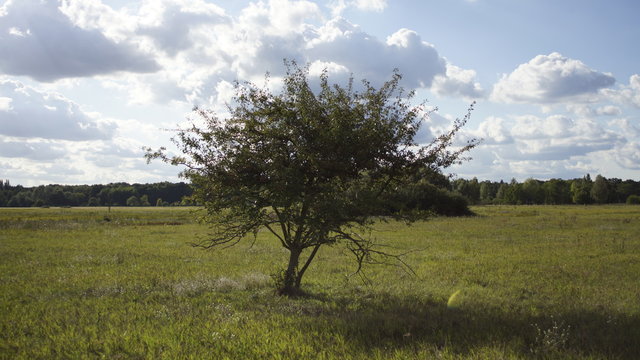 Baum auf Wiese