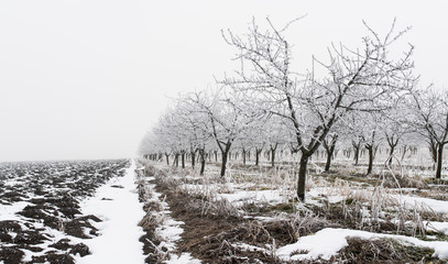 orchard in the winter
