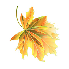 Maple tree autumnal  leaf on a white background vector illustration
