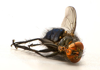dead housefly