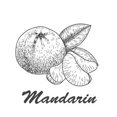 Hand made vector sketch of mandarins  in vintage style.