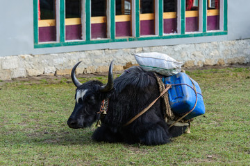 yak in Nepal