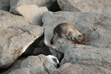 Homeless cat on the beach eating food