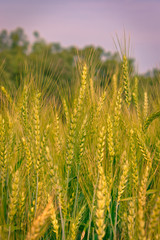 Obraz premium Wheat field