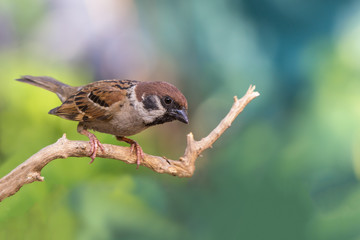 Eurasian tree sparrow(passer montanus), beautiful bird on branch with green background.