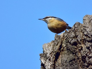 Eurasian nuthatch or wood nuthatch (Sitta europaea) sitting on a trunk