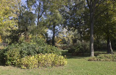 Autumn in Donaupark mit gelben Rosen