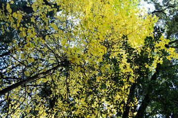 Fototapeta premium Italy Campania Naples Capodimonte forest