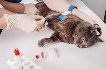Veterinary Blood test. Cat in vetrinary