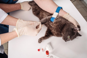 Veterinary Blood test. Cat in vetrinary