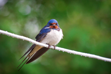 Adult nestling barn swallows (Hirundo rustica)