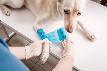 vet bandaging paw of a dog.
