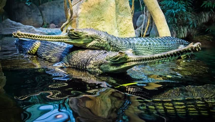 Photo sur Plexiglas Crocodile  couple of the crocodiles