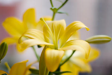 Beautiful bouquet of fresh yellow lilies. Flowers closeup.