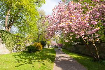 Naklejka premium Soester Gräfte im Frühling