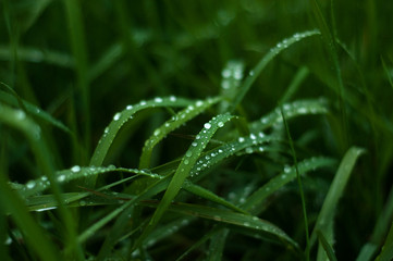 Fototapeta na wymiar Fresh green grass with dew drops close up. Green grass background. 