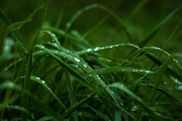 Fresh green grass with dew drops close up. Green grass background.	