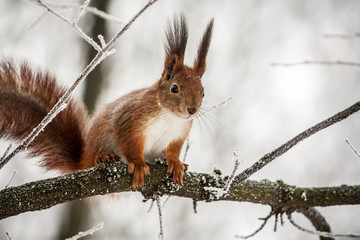 Naklejka na ściany i meble squirrel is sitting on the frozen branch