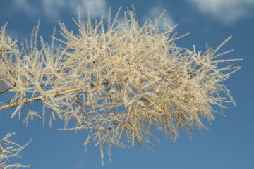 tree branch with seeds, against the blue sky.