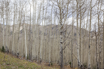 Fototapeta premium Aspen, Colorado