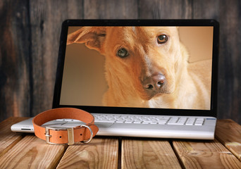 dog photos on the laptop monitor