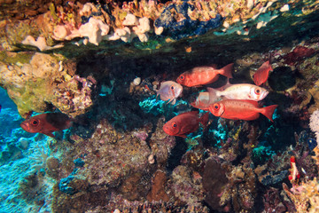 A flock of fish protein in a coral cave. Fish of the red sea.