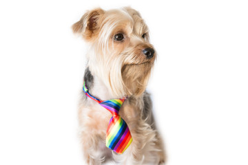 Dog looking to one side wearing a rainbow tie