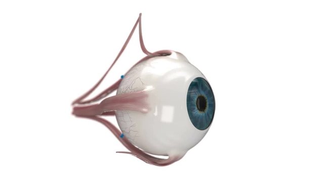 Eye anatomy on white background. 360 degree rotation