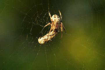 Spider moth caught and tangled in the web after the bite, close-up