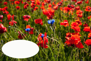 Vivid poppy field. Red poppy flowers on the field as symbol for Remembrance Day. Bright flower with soft focus of poppies on meadow.