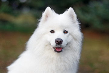 Dog White Samoyed