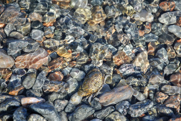 Sea pebble / sea stones background/ 