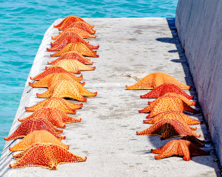 Starfish for sale on the dock in Nassau, Bahamas