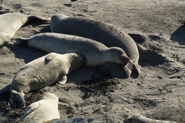 Cute Seals Lying on the Beach Pacific Ocean