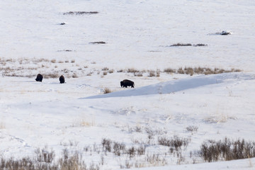 National Bison Range in Montana