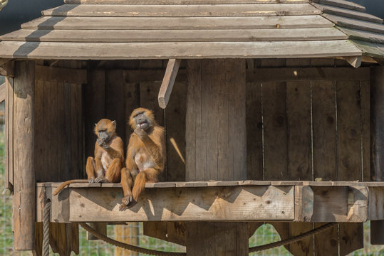 Anthropomorphic monkeys