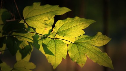Blätter im Sonnenlicht