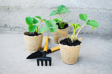 Strawberry Plants and Seedlings With Gardening Tools. Concept Agriculture.
