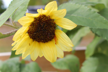 Naklejka premium yellow sunflower drooping over from weigh of seeds