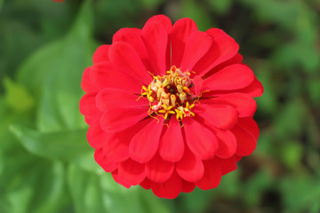 vibrant red zinnia in full bloom against lush greenery 