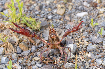 Procambarus clarkii. Crawfish in defense position, found on a road near of the river. This specie is also know as american crawfish.