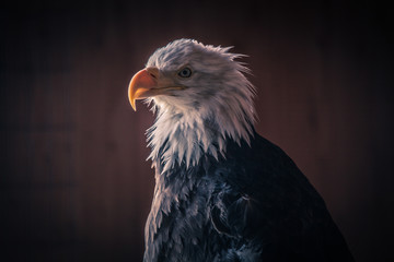 bald eagle bird animal beak