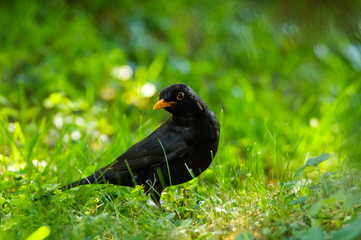 blackbird