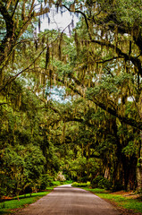 Fototapeta premium Path Under Moss Covered Canopy